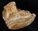 Large Edmontosaurus Caudal Vertebrae - Montana #15269-1